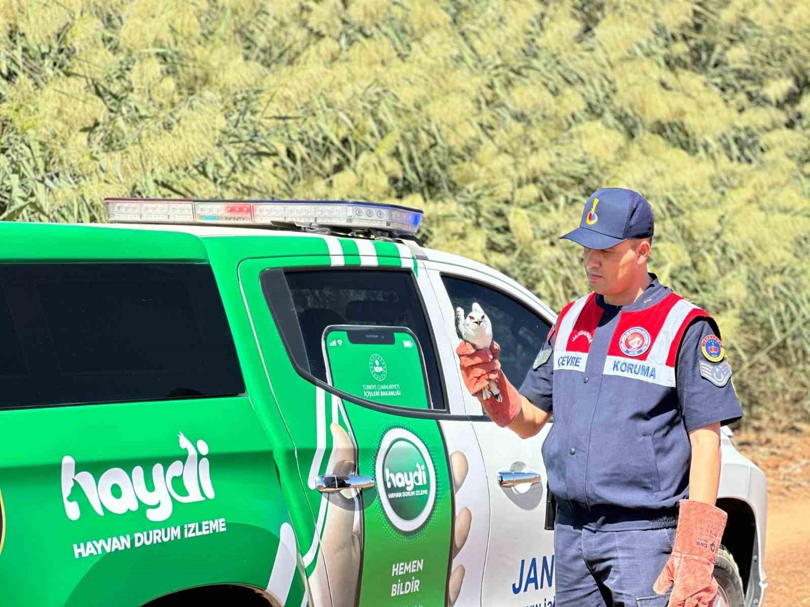 Kilis’te yaralı ak çaylak kuşu bulundu