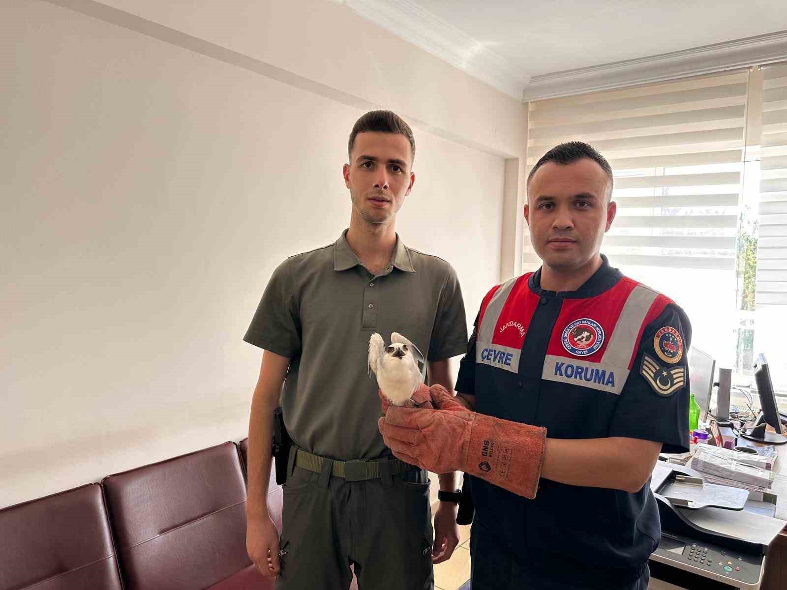 Kilis’te yaralı ak çaylak kuşu bulundu
