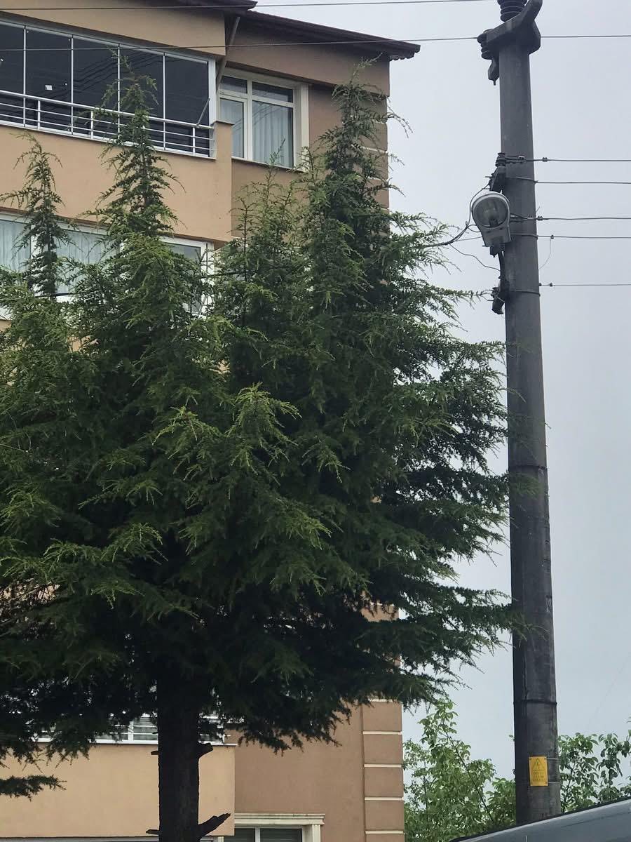 Ağaçların içinden geçen elektrik telleri tehlike saçıyor