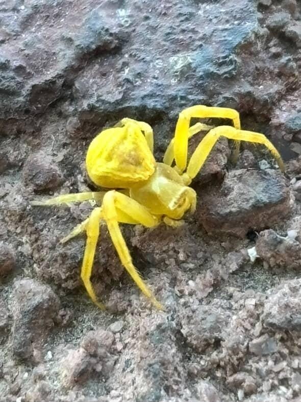 Elazığ’da Sarı Yengeç örümceği görüldü