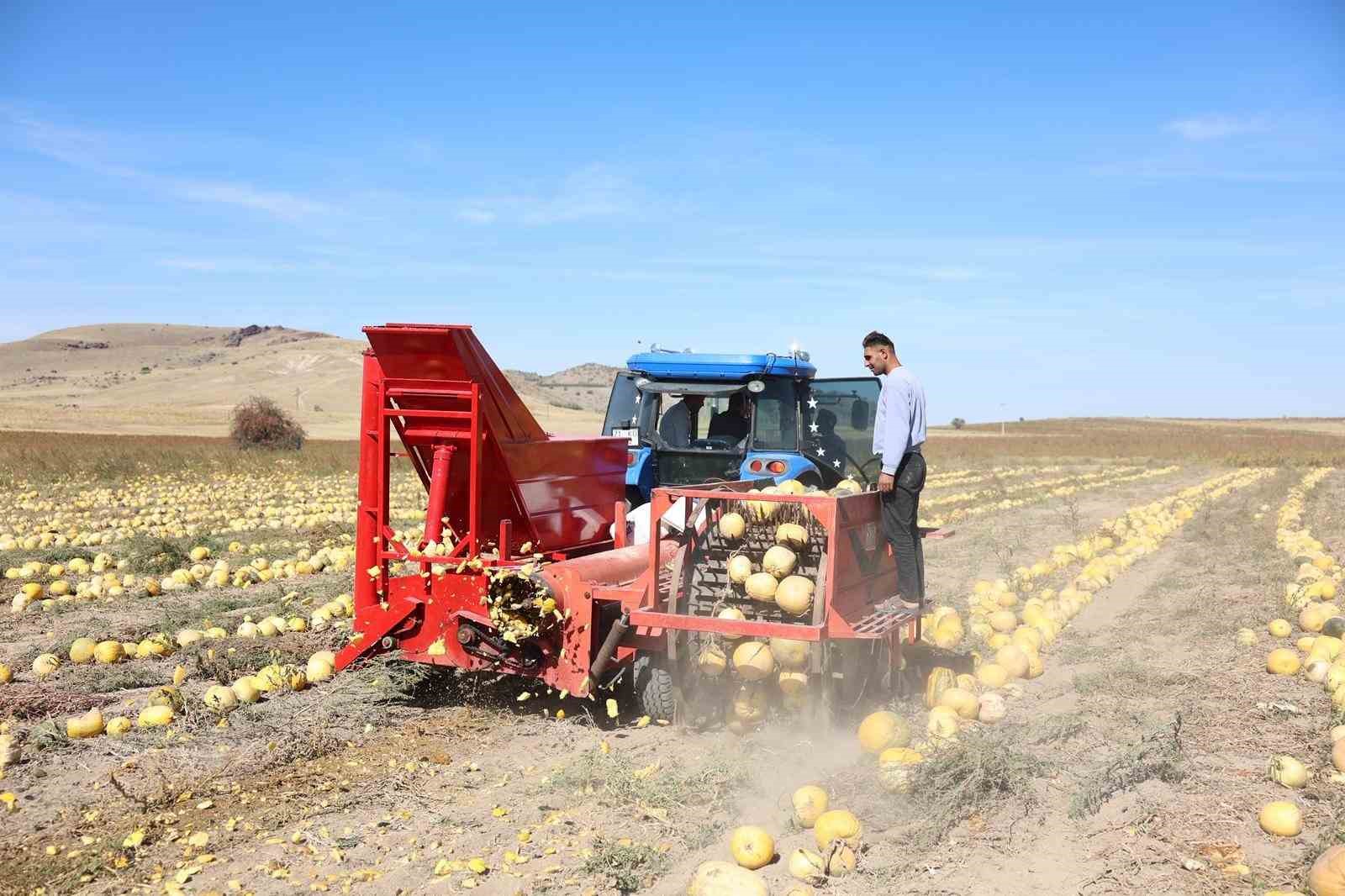 2. Kabak &Ccedil;ekirdeği Festivali yapıldı
