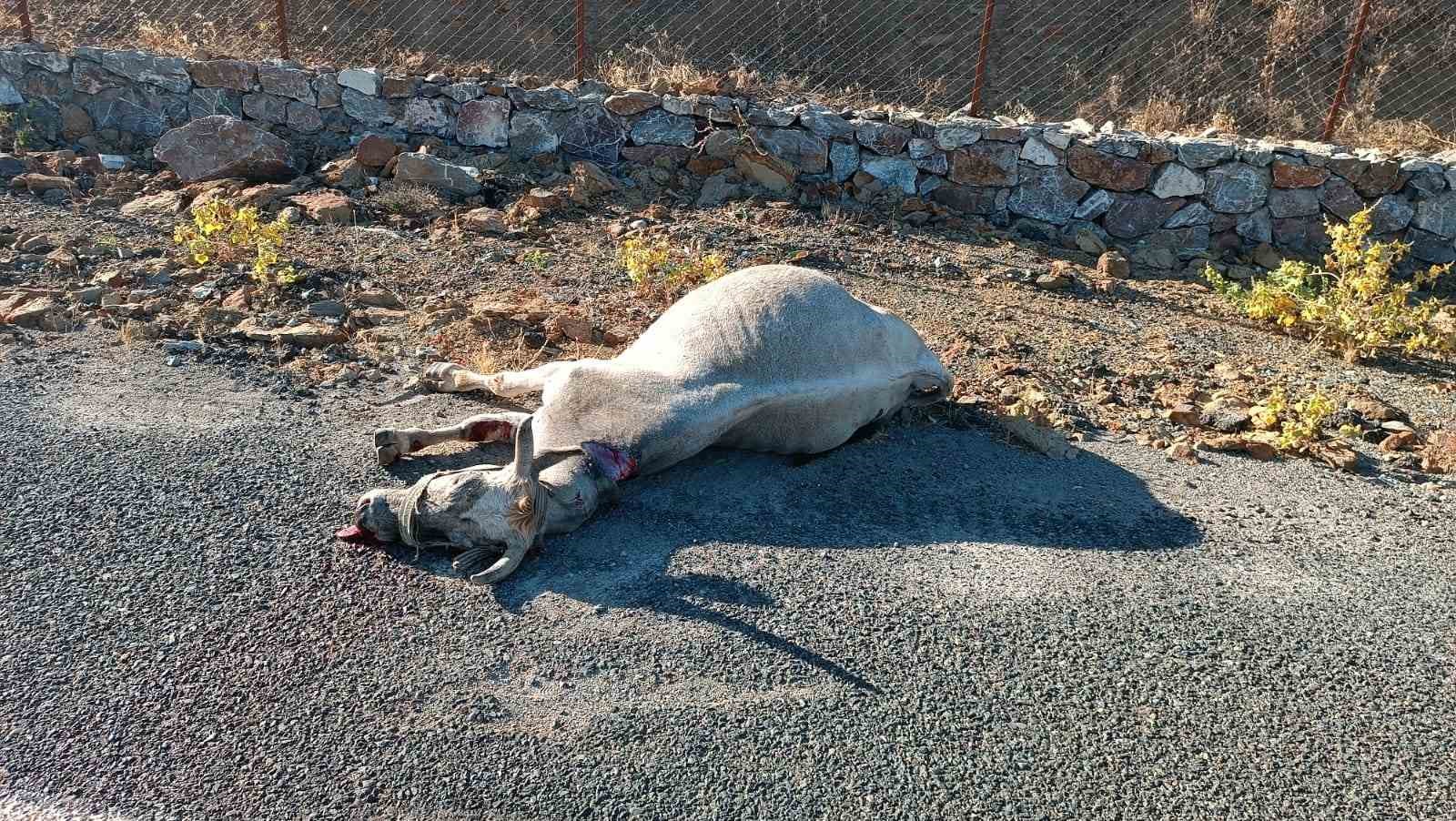 Elazığ’da otomobilin çarptığı inek telef oldu