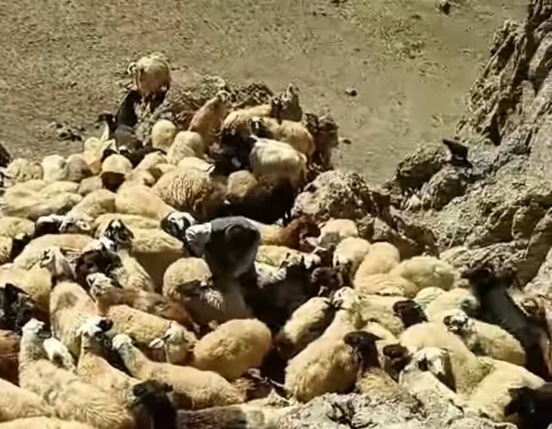 Başkale&rsquo;de kurt saldırısı: Onlarca koyun telef oldu
