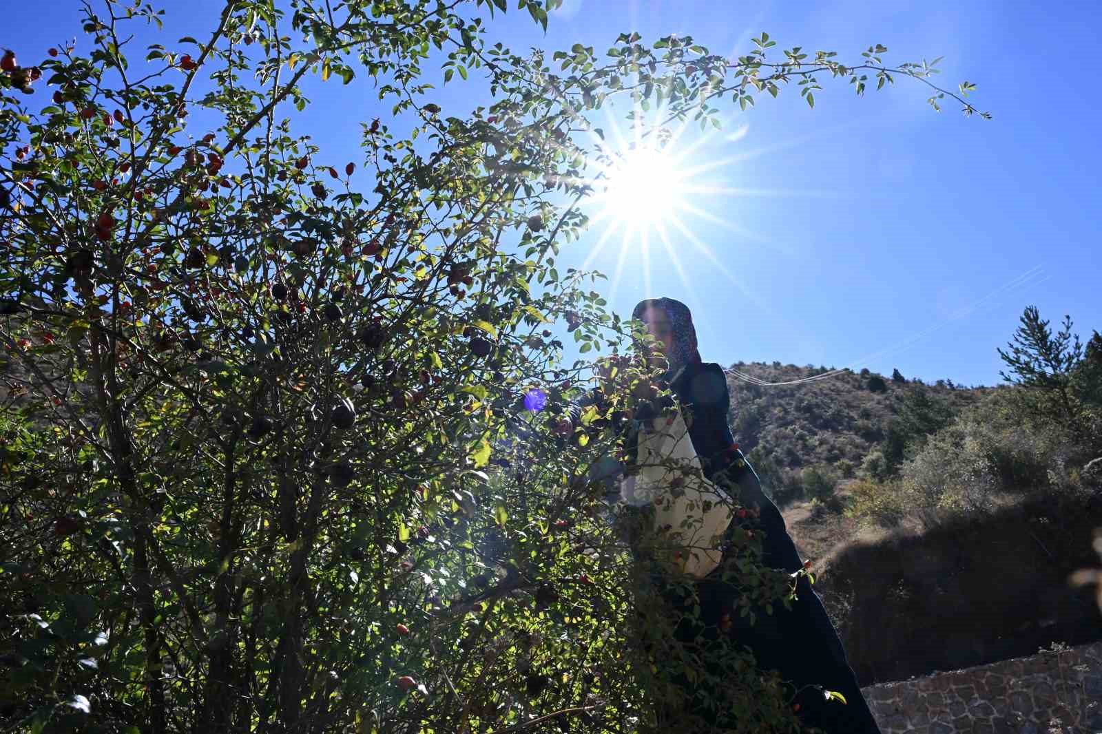 Gümüşhane’nin ’dikenli gülü’ kuşburnu, zahmetli yolculukla sofraya geliyor
