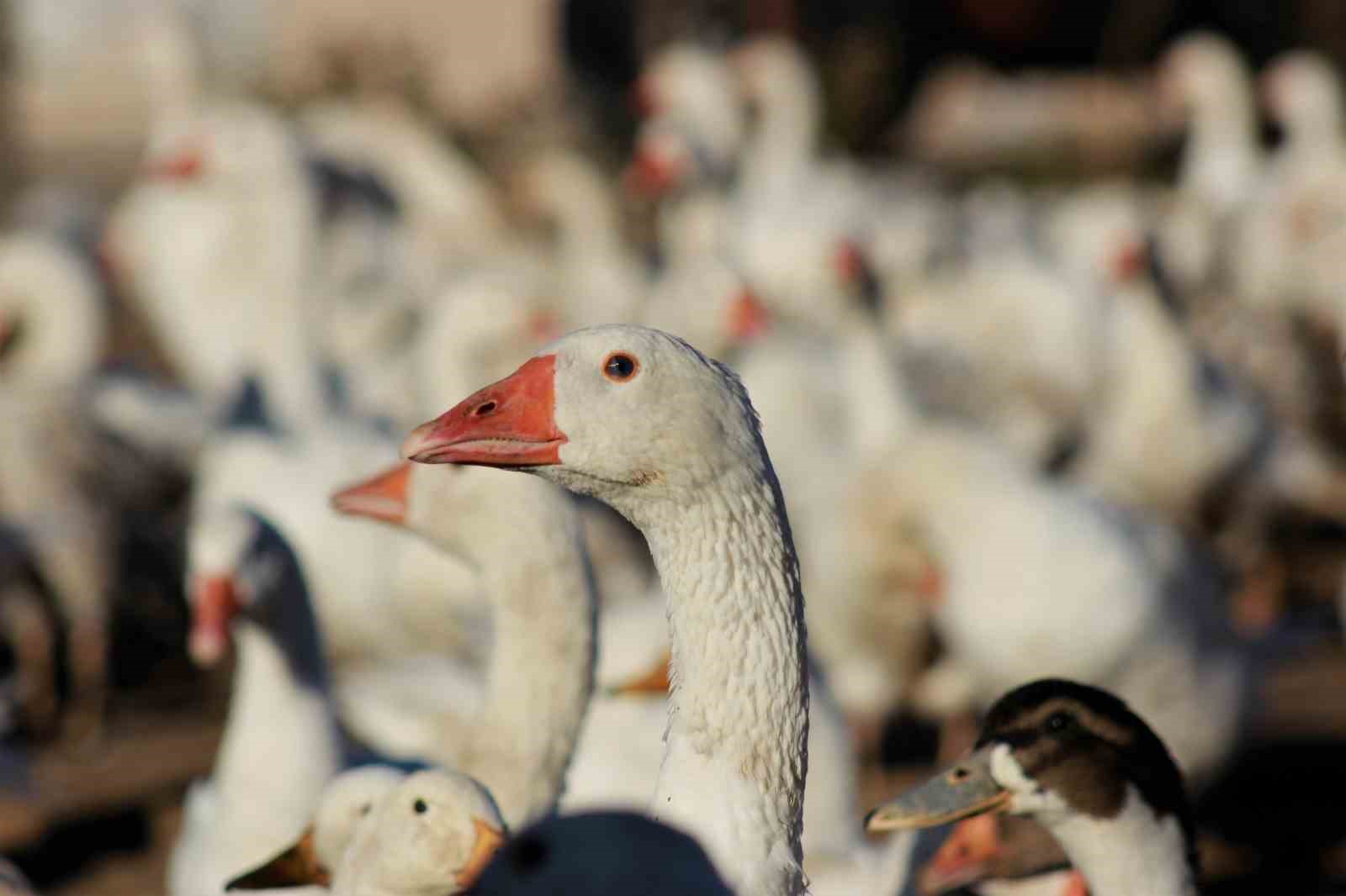 Yozgatlı girişimci 5 kazla başladı, üretimi 850’ye çıkardı