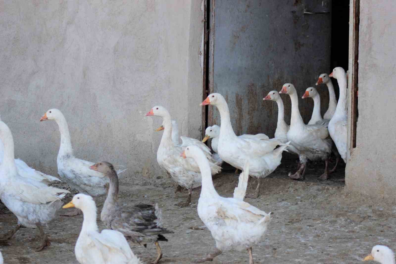 Yozgatlı girişimci 5 kazla başladı, üretimi 850’ye çıkardı
