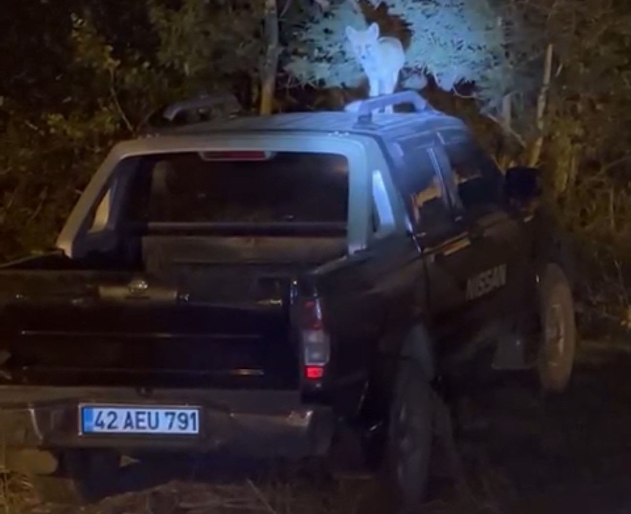 Yüksekova’da dost canlısı tilki: Önce arabanın üzerine çıkıyor, sonra elle besleniyor