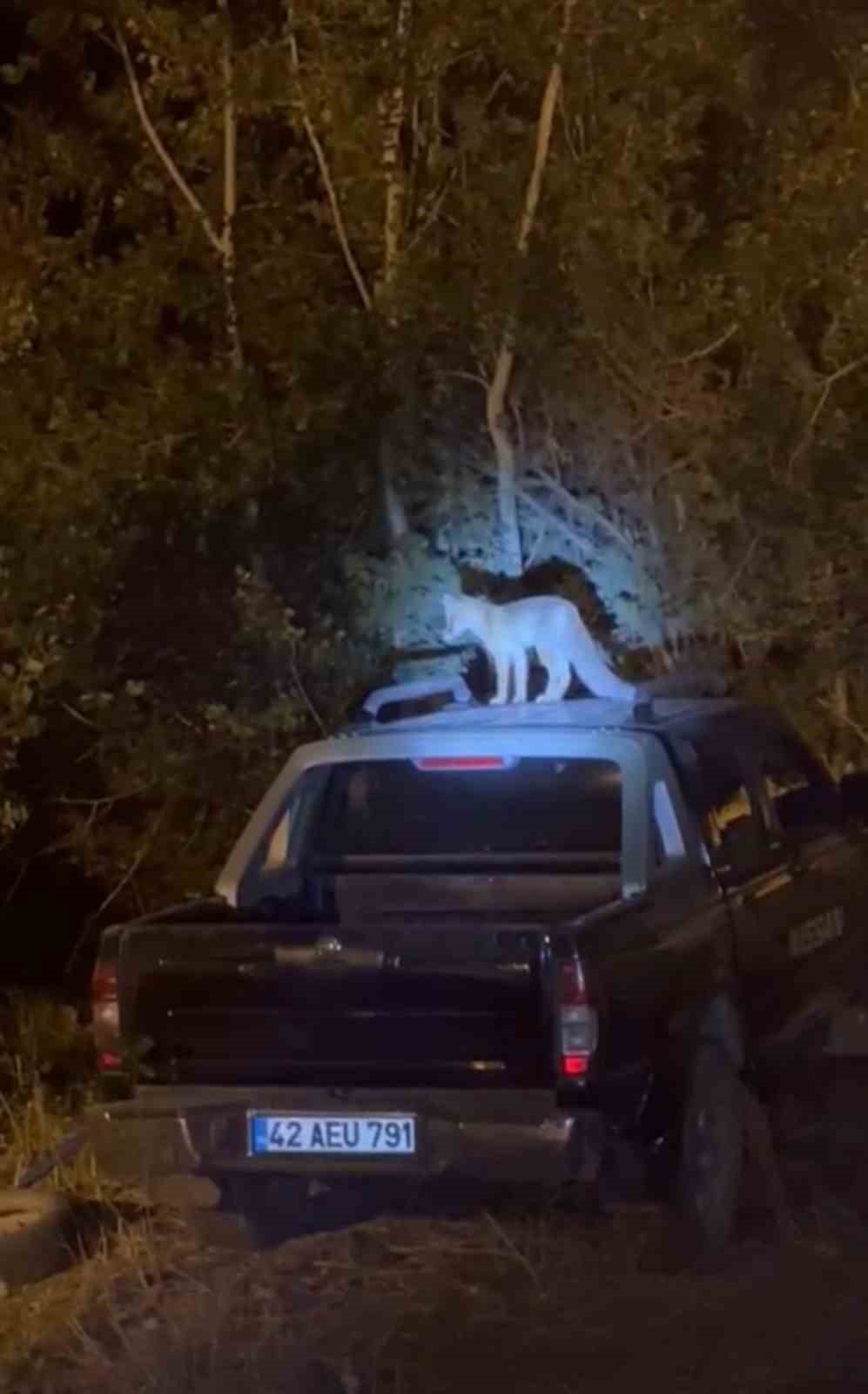 Y&uuml;ksekova&rsquo;da dost canlısı tilki: &Ouml;nce arabanın &uuml;zerine &ccedil;ıkıyor, sonra elle besleniyor
