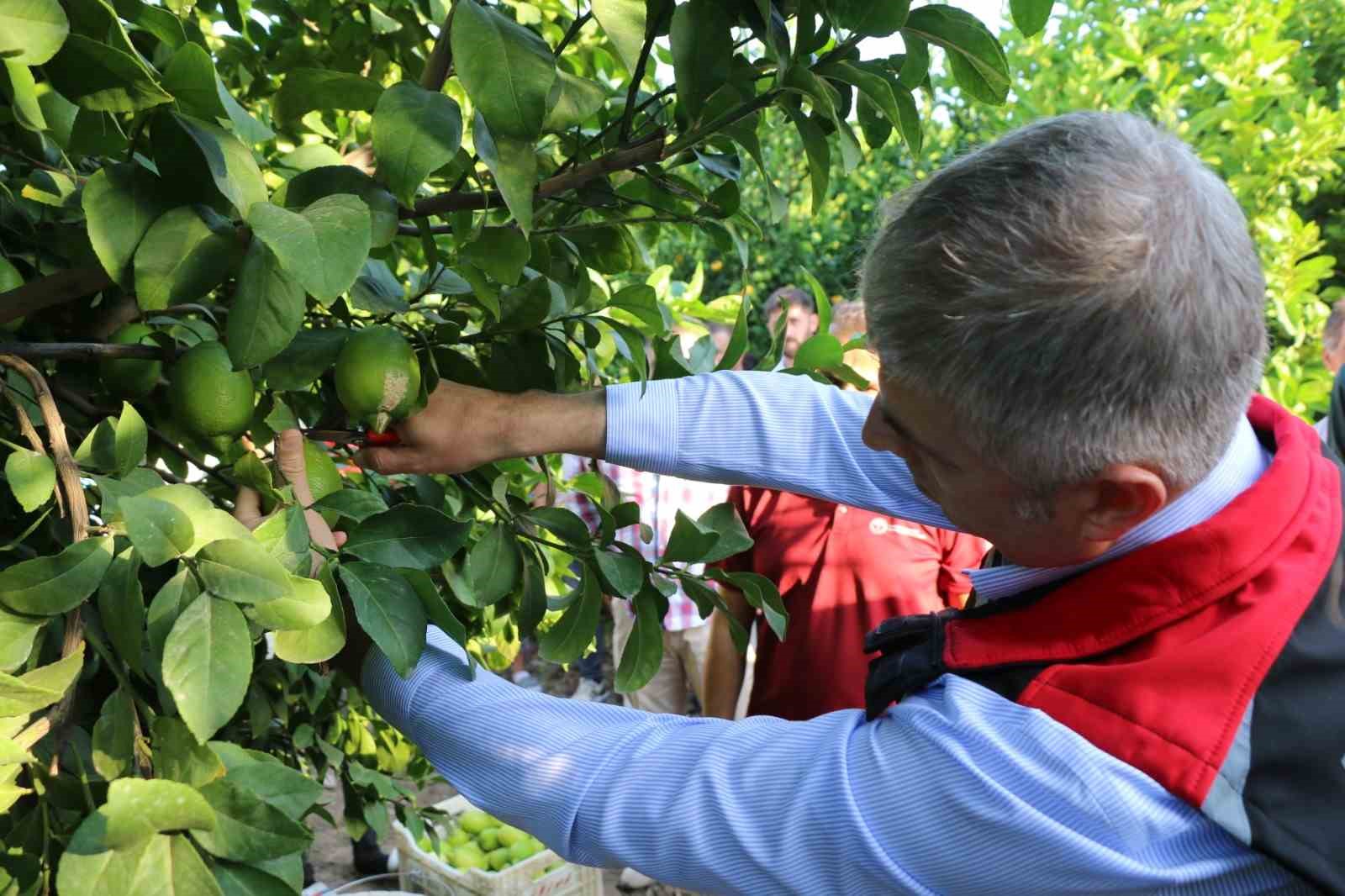 Limon hasadı 25 ve 27 Eyl&uuml;l tarihlerinde başladı
