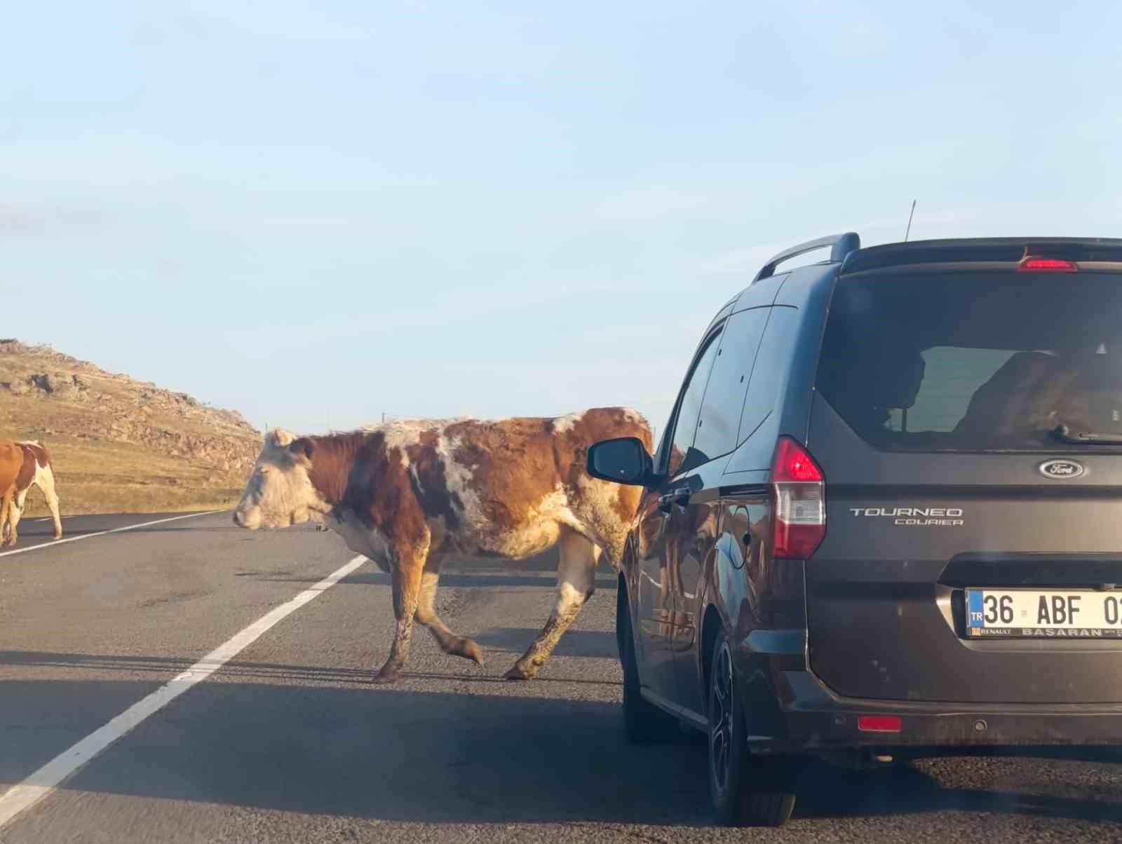 Kars’ta karayoluna çıkan büyükbaş hayvanlar trafiği aksattı