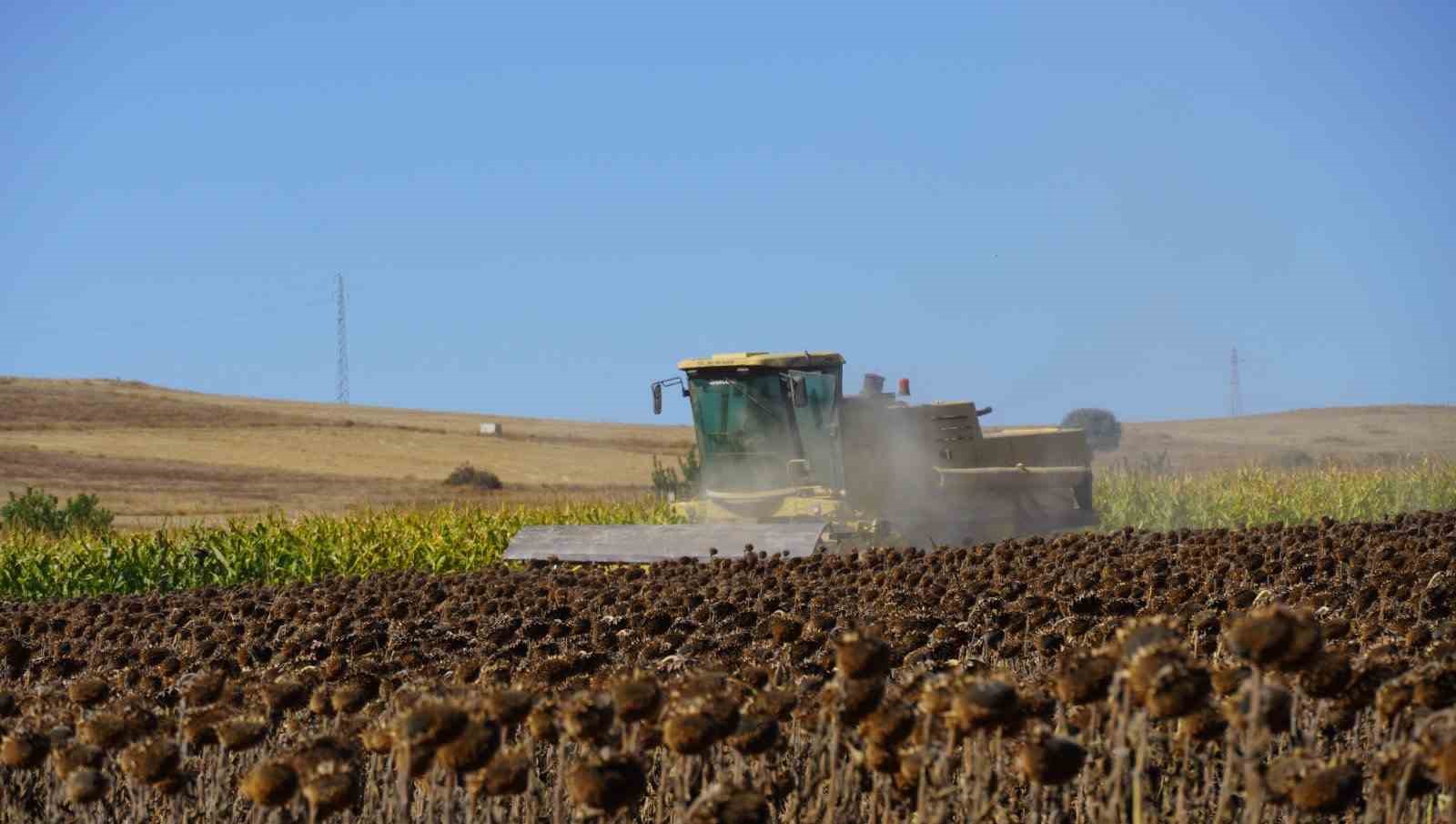 Tokat’ta 39 bin dekar alanda 19 tona yakın ayçiçeği tohumu ekildi