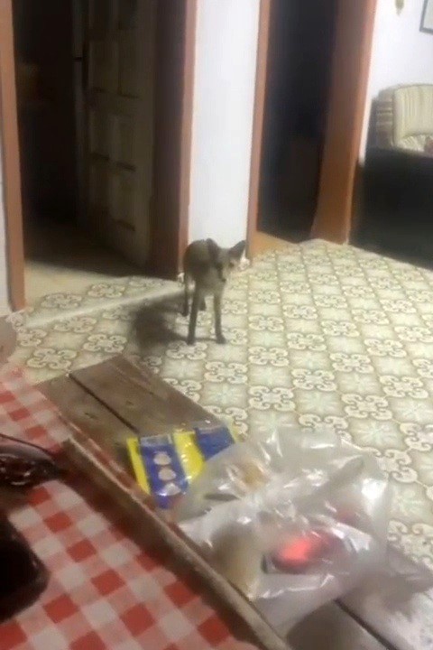 Saray&rsquo;da tilki ile sohbet g&ouml;renleri g&uuml;ld&uuml;rd&uuml;
