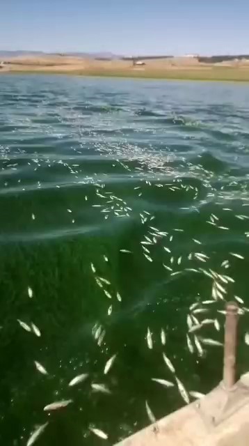 Kahramanmaraş’ta balık ölümleri