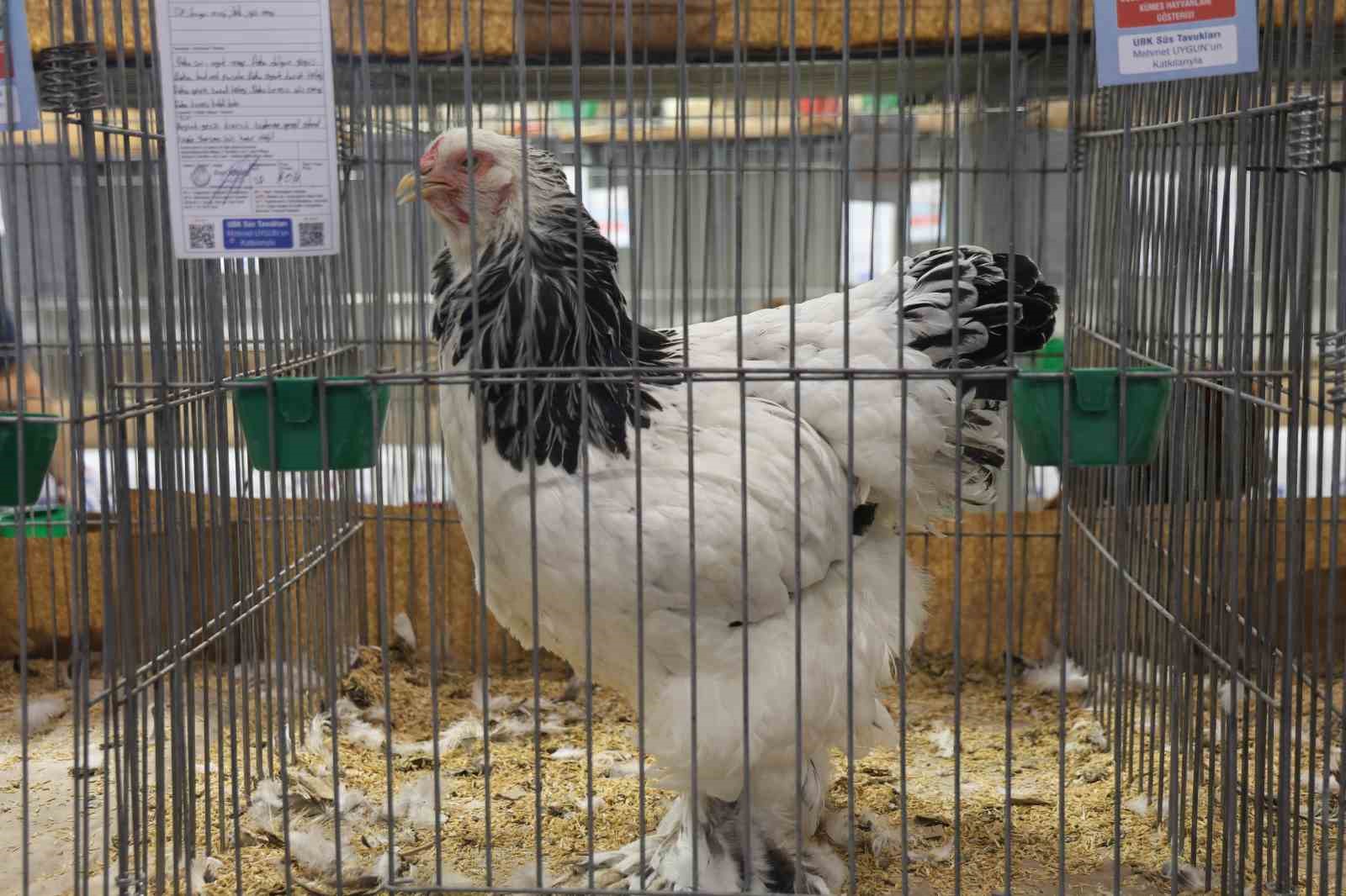 Doğu ve Güneydoğu’nun en güzel horoz ve tavukları belli oldu