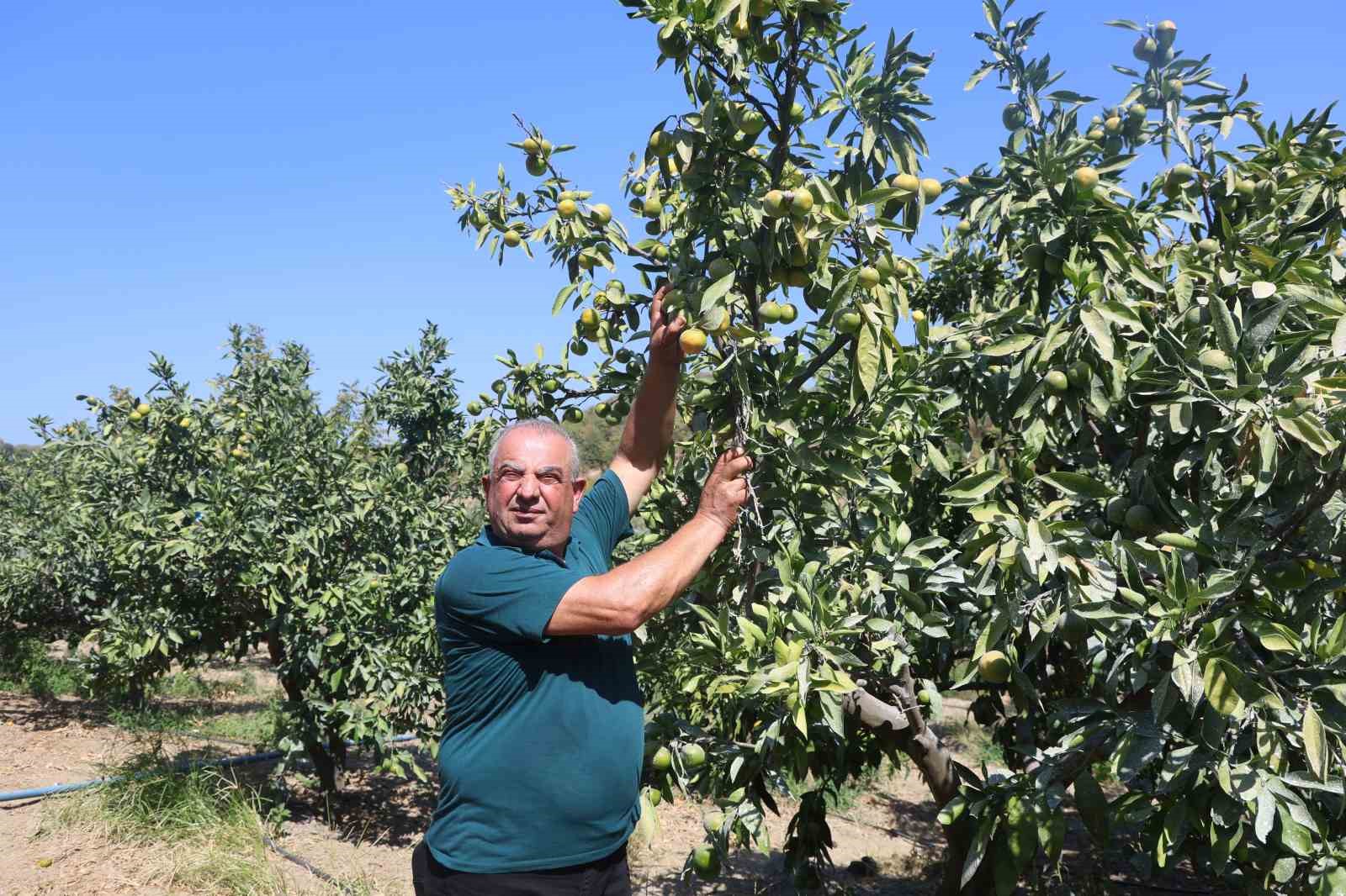 Kuraklığın rekolteyi etkilediği erkenci mandalina, tarladan 30 TL ile 40 TL arasından alıcı buluyor