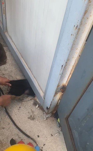 Konteyner altında sıkışıp mahsur kalan yavru k&ouml;peği itfaiye ekipleri kurtardı
