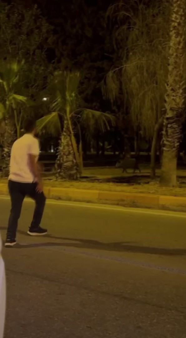 &Ccedil;ukurova &Uuml;niversitesi&rsquo;nin yapamadığını vatandaş havlayarak yaptı domuzlar ka&ccedil;tı
