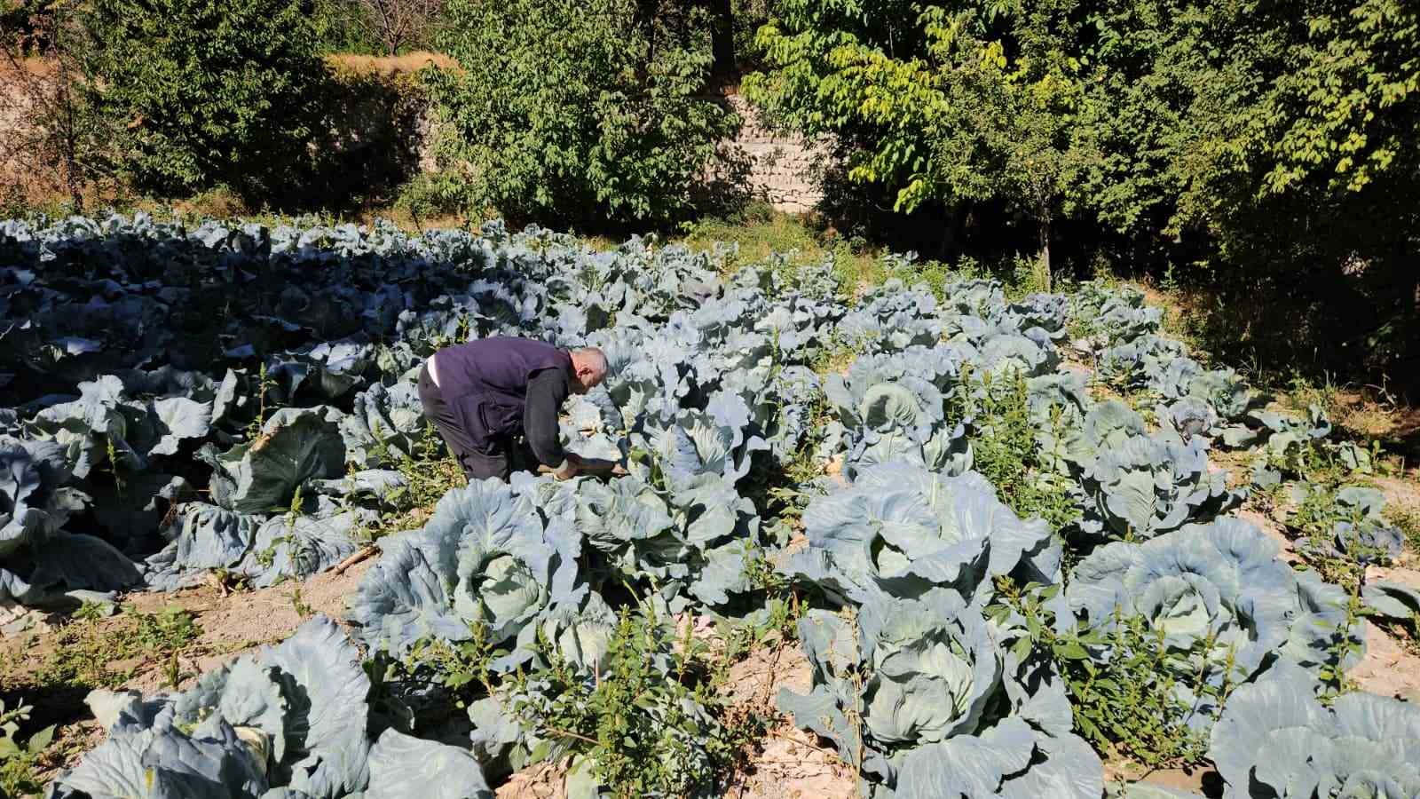 Malatya&rsquo;da G&ouml;kyar lahanasında hasat zamanı
