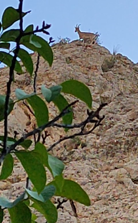 Uzun süre gözlemledi, sonunda video kaydına aldı