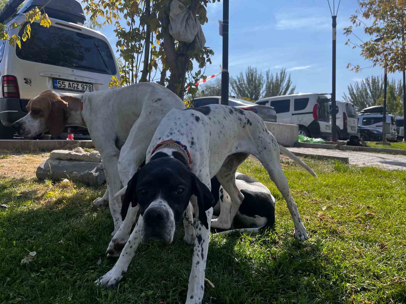 Irk Standartları ve Güzelliği Yarışması&rsquo;na katılan 53 farklı ırk ile 150 köpek yarıştı