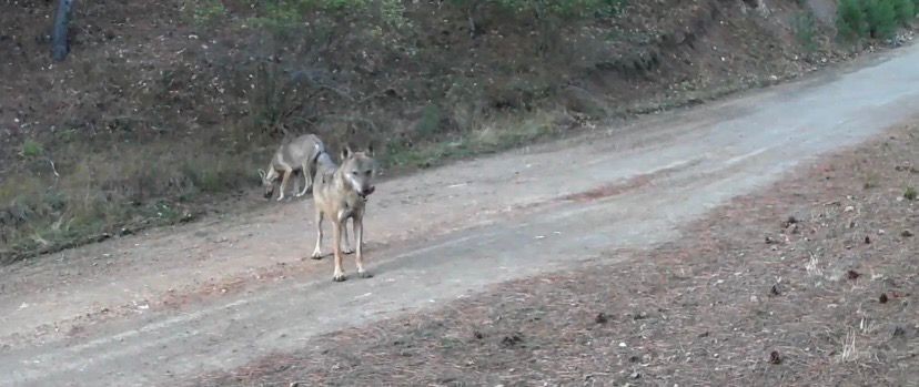 Ormanda yiyecek arayan kurtlar fotokapanda