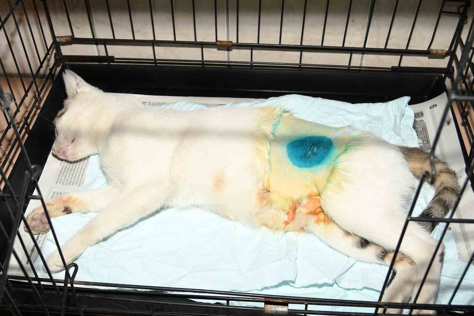 Kemer&rsquo;de 27 k&ouml;pek ve 122 kedi kısırlaştırıldı
