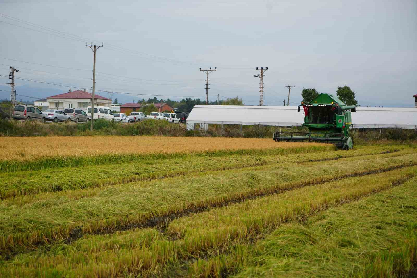 Bafra Ovası&rsquo;nda çeltik hasadı başladı