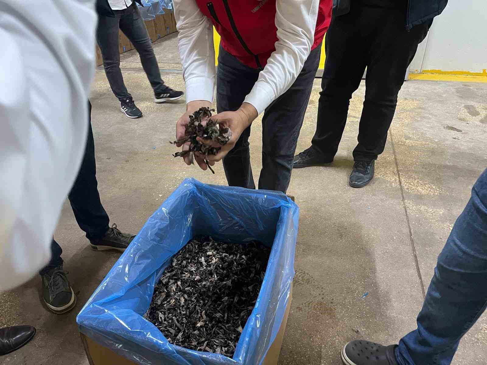 Saray ormanlarından trüf mantarı ihracatı