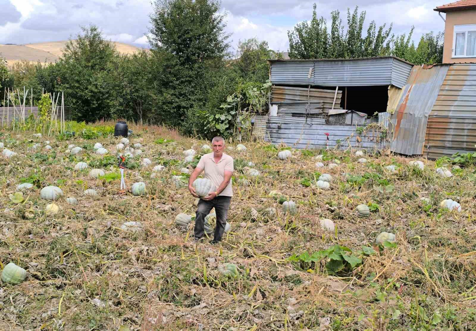 Hasadı başlayan balkabağı fiyatıyla y&uuml;zleri g&uuml;ld&uuml;rd&uuml;
