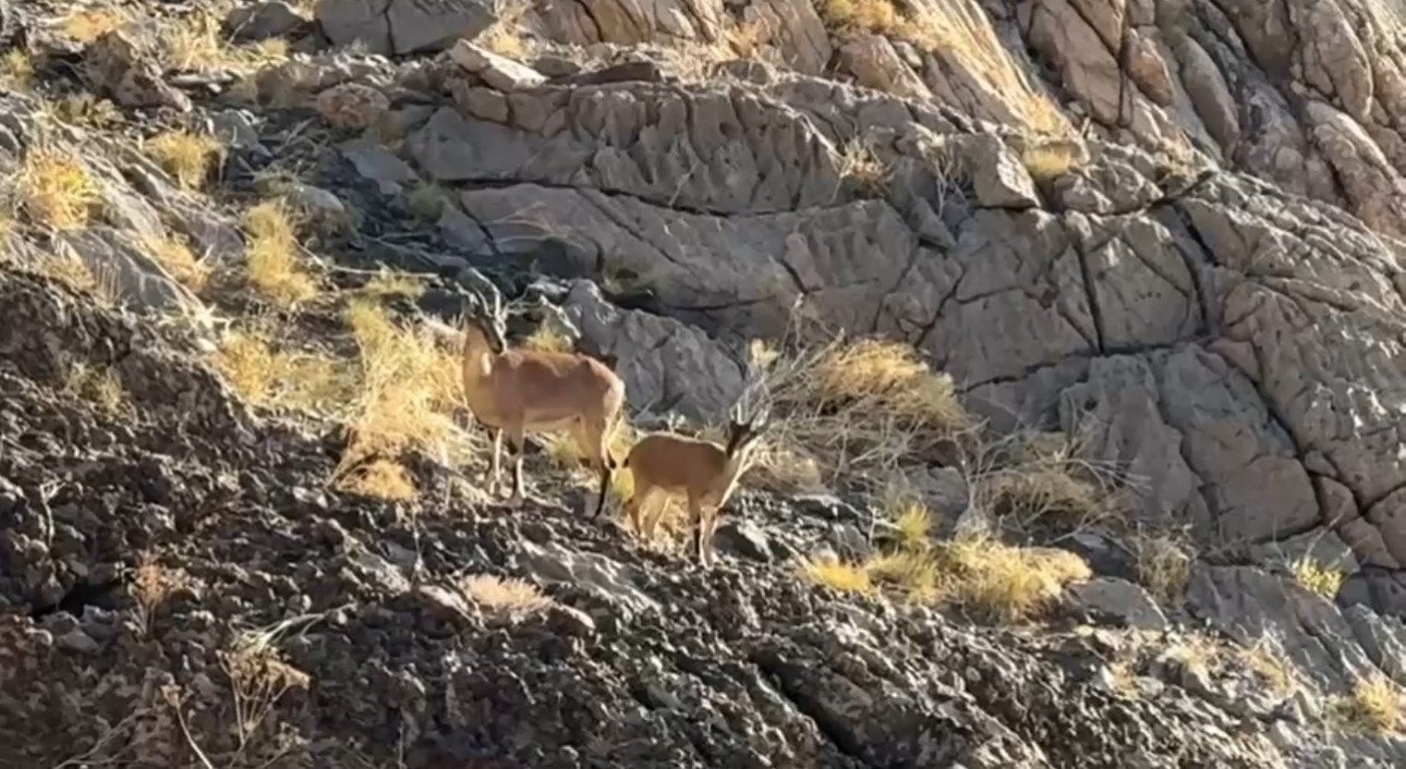 Cilo Dağı’nda doğaseverlere dağ keçisi sürprizi