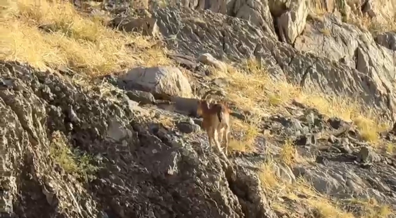 Cilo Dağı’nda doğaseverlere dağ keçisi sürprizi