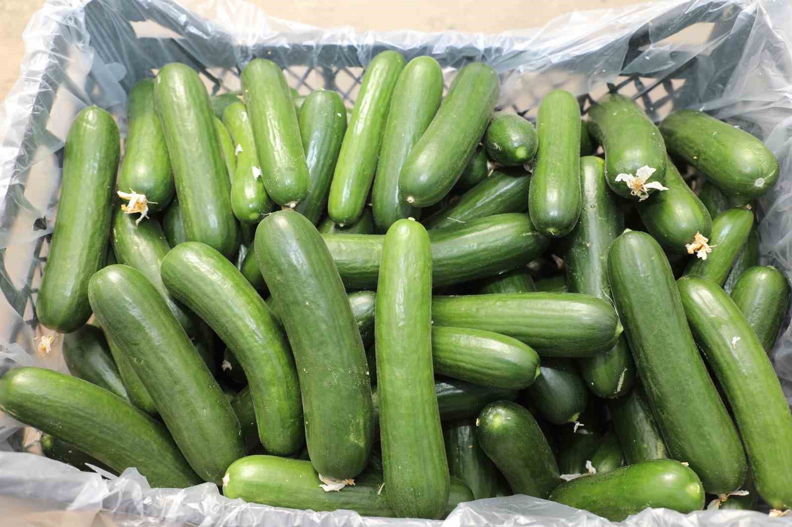 Elazığ’da 17 bin ton salatalık üretimiyle örtü altı sezonu başladı