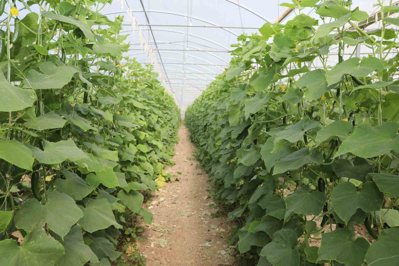 Elazığ&rsquo;da 17 bin ton salatalık &uuml;retimiyle &ouml;rt&uuml; altı sezonu başladı
