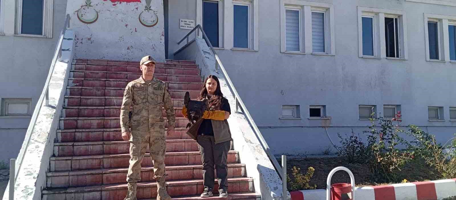 Yaralı kara akbaba yetkililere teslim edildi
