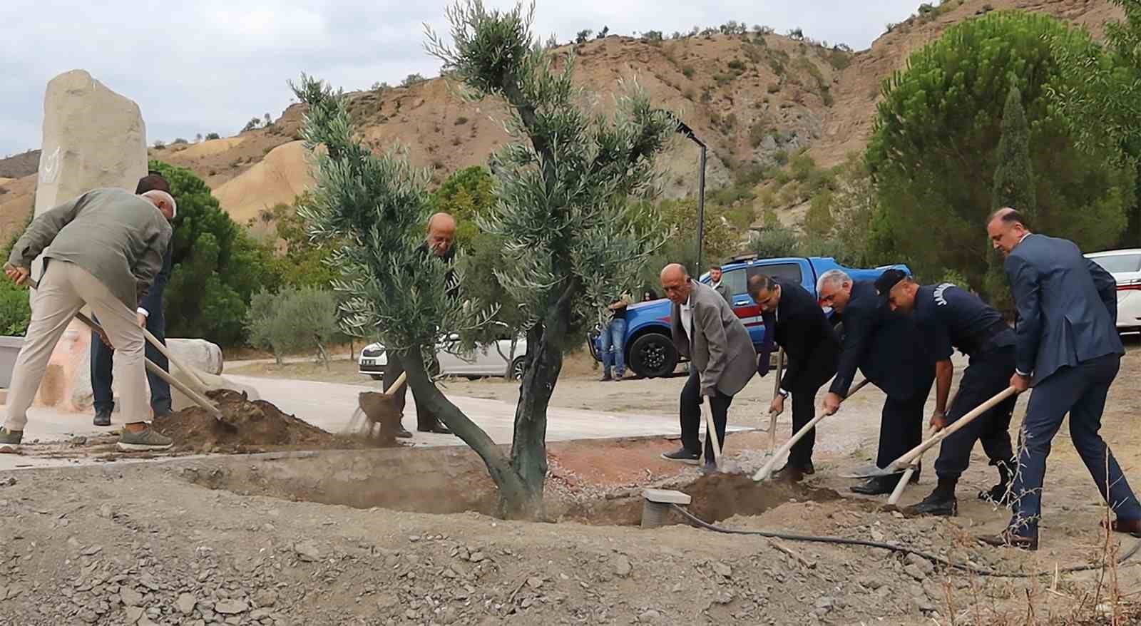 Baltacı Mehmet Paşa anısına asırlık zeytin ağacı dikildi