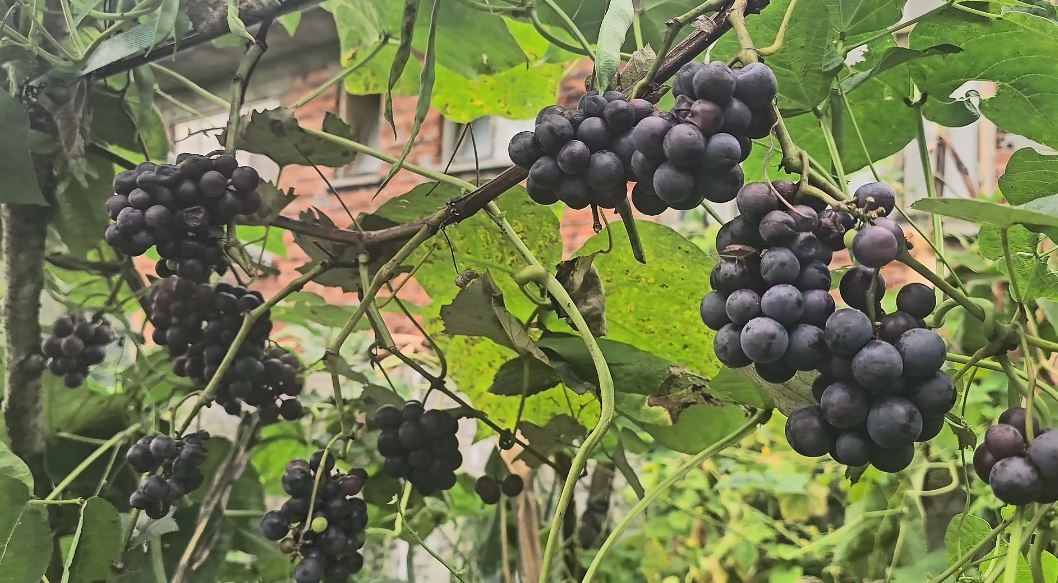 Artvin’de asırlık gelenek sürüyor: Kadınlar kışa üzüm pekmeziyle hazırlanıyor