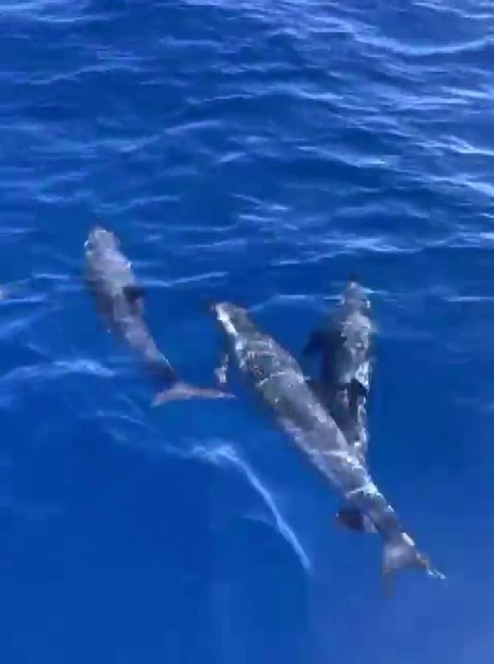 Akdeniz’de yunusların görsel şöleni