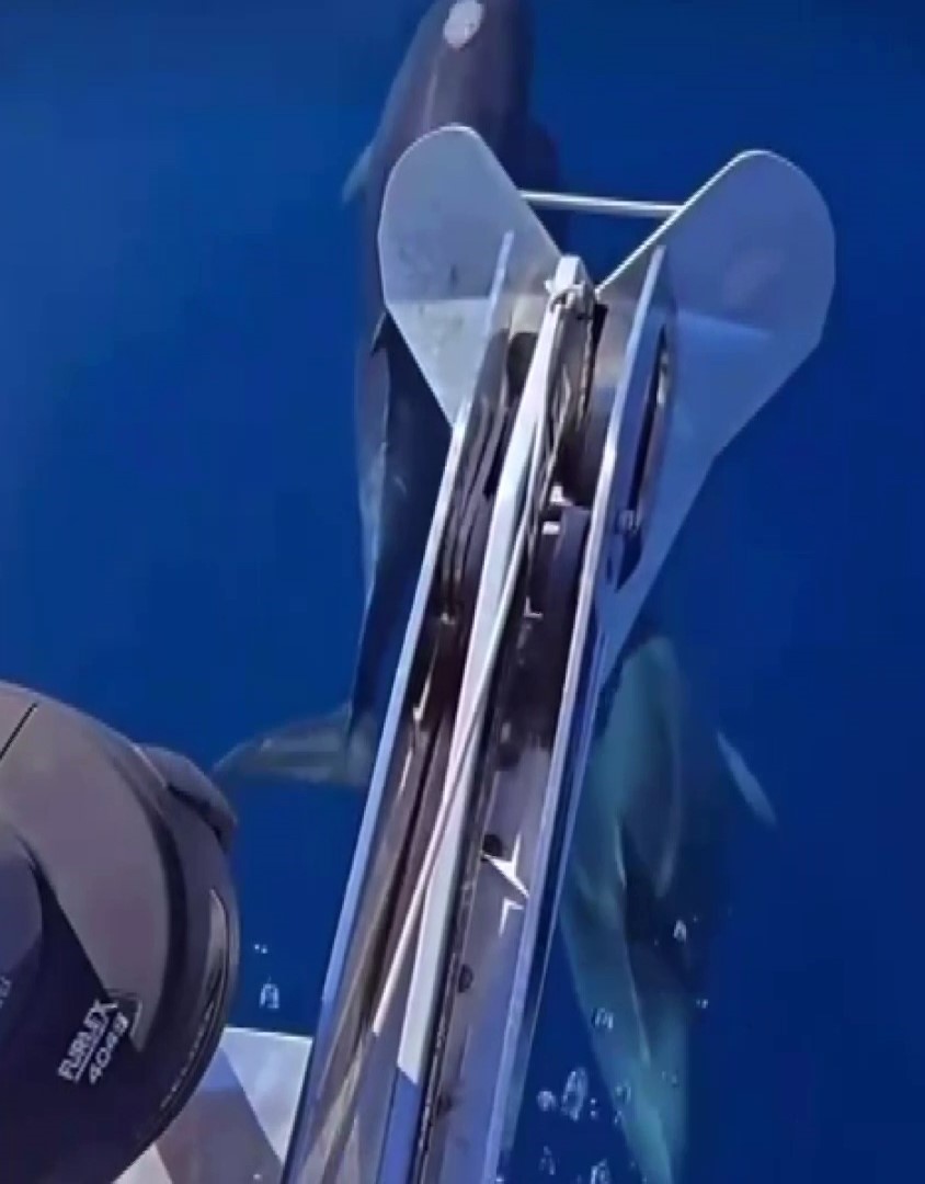 Akdeniz&rsquo;de yunusların g&ouml;rsel ş&ouml;leni
