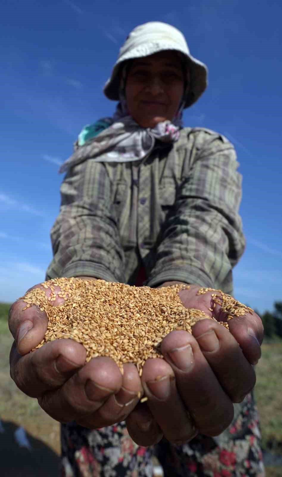 Altın susamda ‘Deli Mehmet’ bereketi

