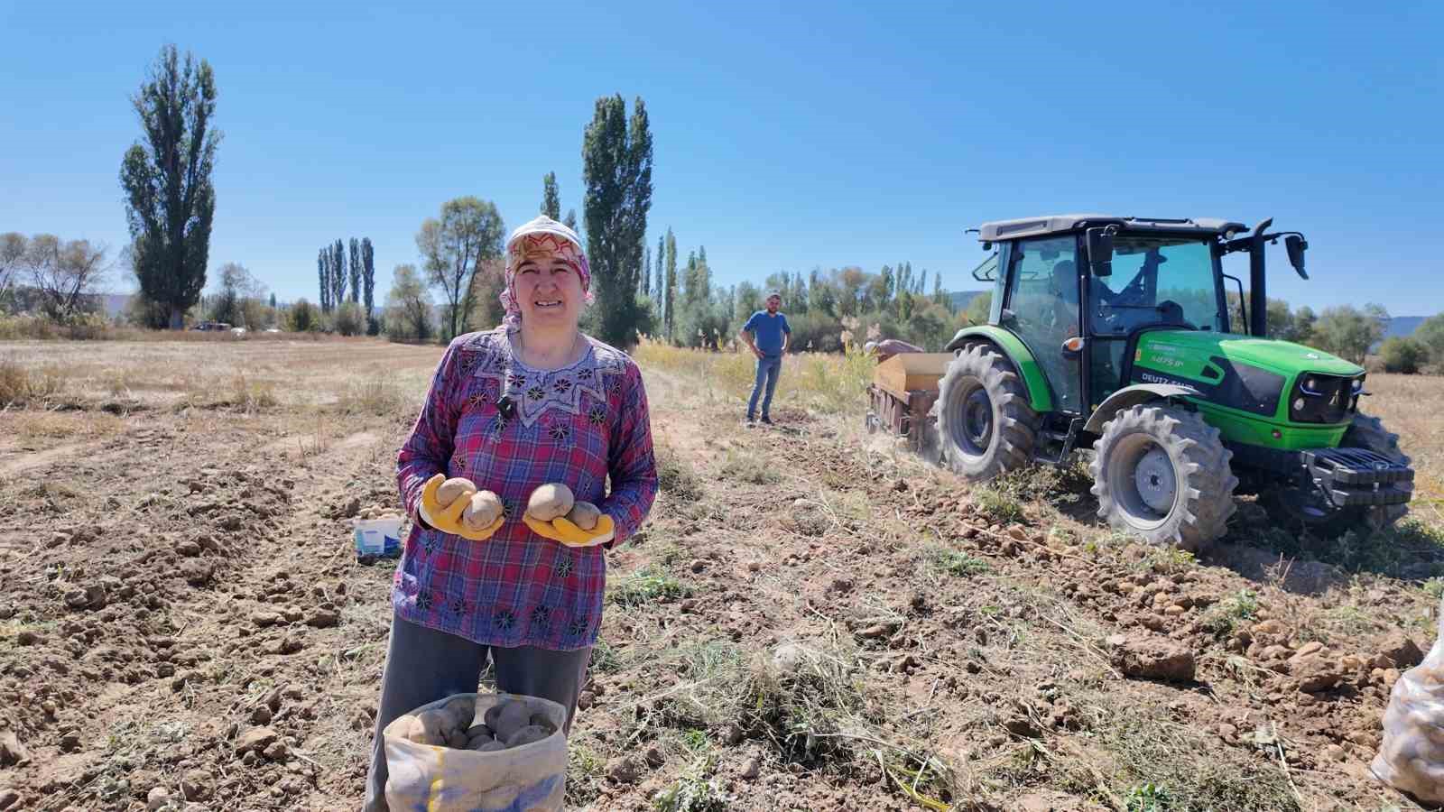 Kümbet’te yetiştirilen doğal patatesin hasadı başladı