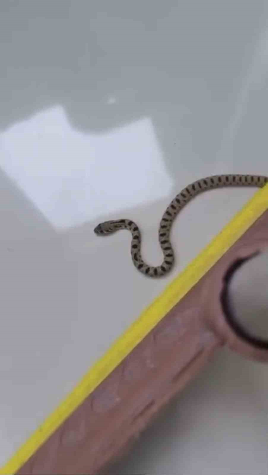 Mardin’de apartmanın 8’inci katında yılan paniği