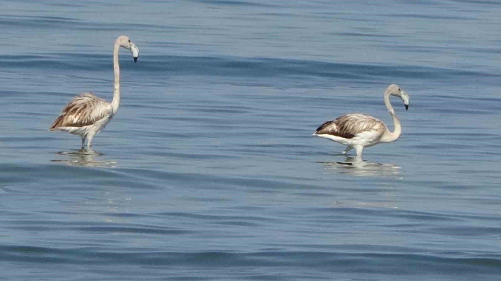Flamingoların yeni durağı İskele sahili oldu