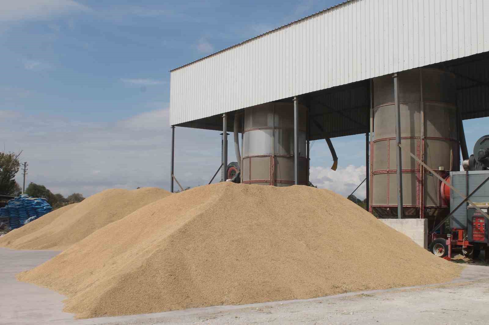 Manyas Ovası’nda çeltik hasadı başladı
