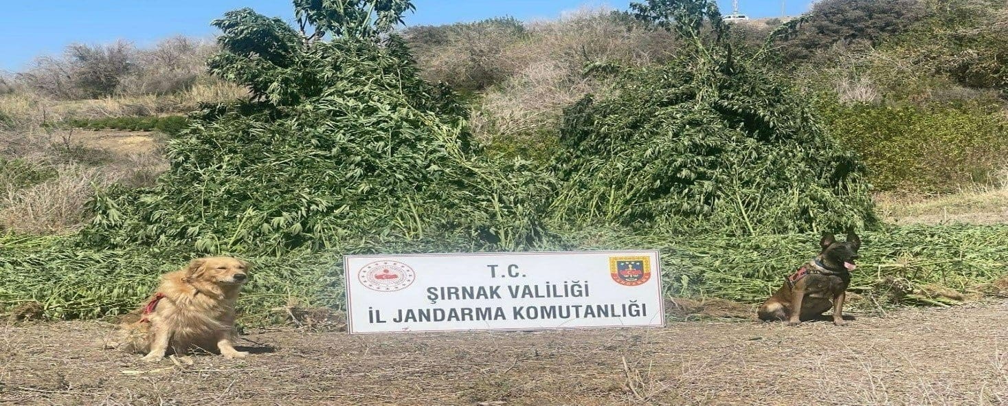 Şırnak’ta 11 milyon liralık kaçakçılık olayı önlendi