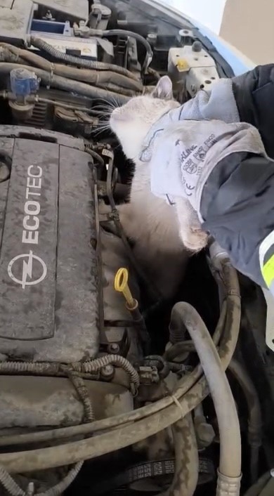 Osmaniye&rsquo;de ara&ccedil; motoruna sıkışan kedi kurtarıldı
