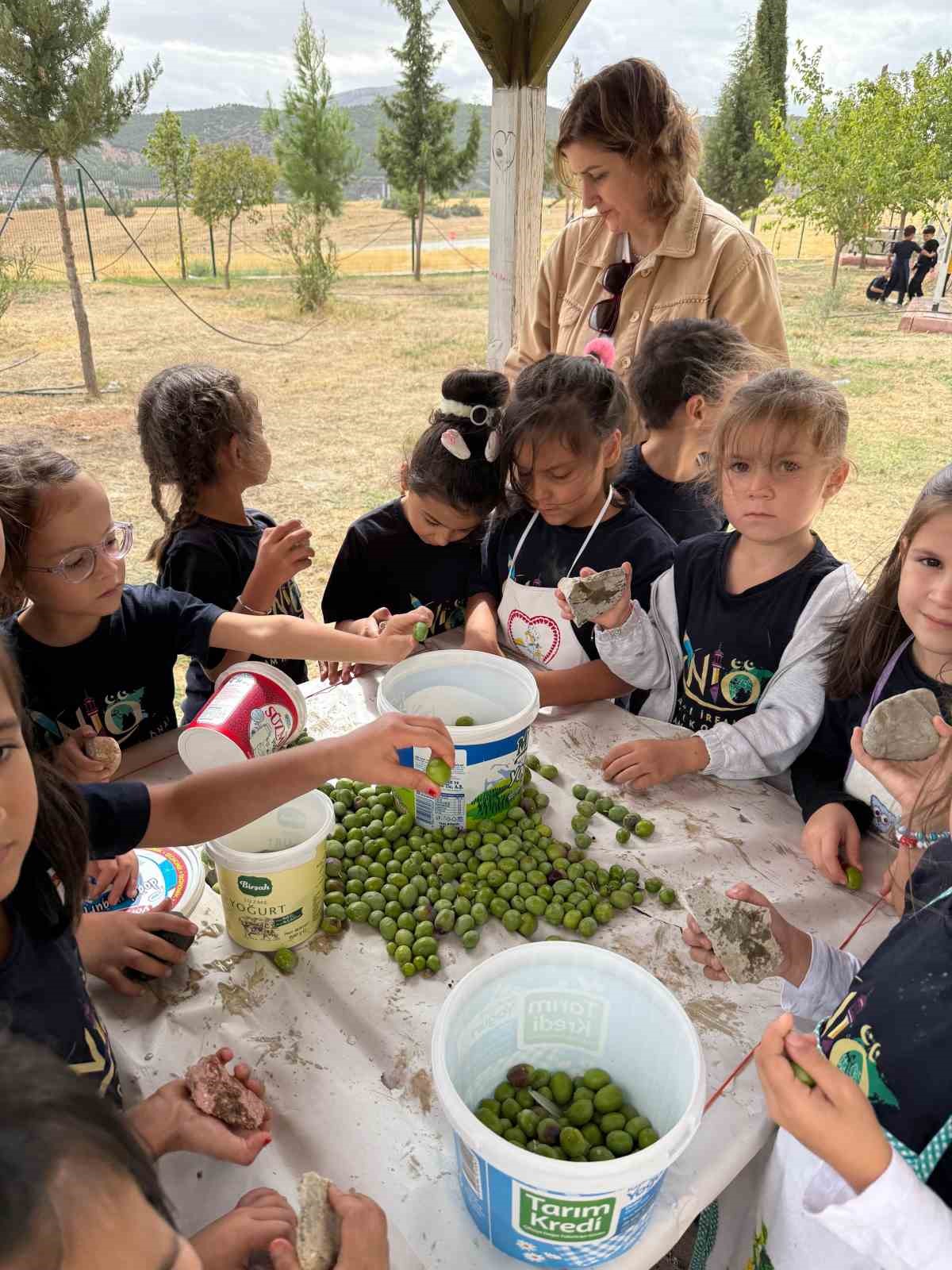 İlkokul öğrencileri okul bahçesindeki zeytin ağaçlarında hasat yaptı