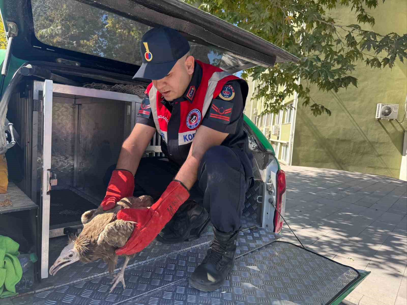 Elazığ&rsquo;da akbaba yavrusu koruma altına alındı
