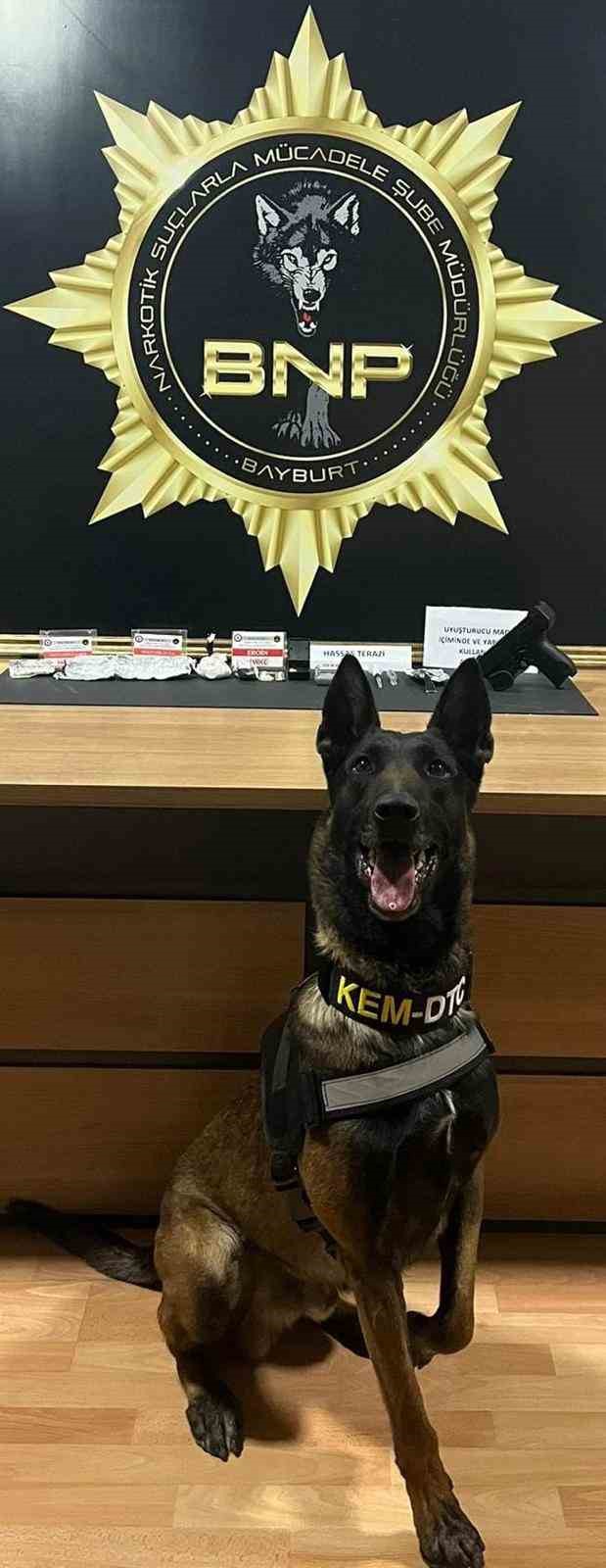 Narkotik köpeği ‘Pablo’ Bayburt’ta uyuşturucu tacirlerine geçit vermiyor
