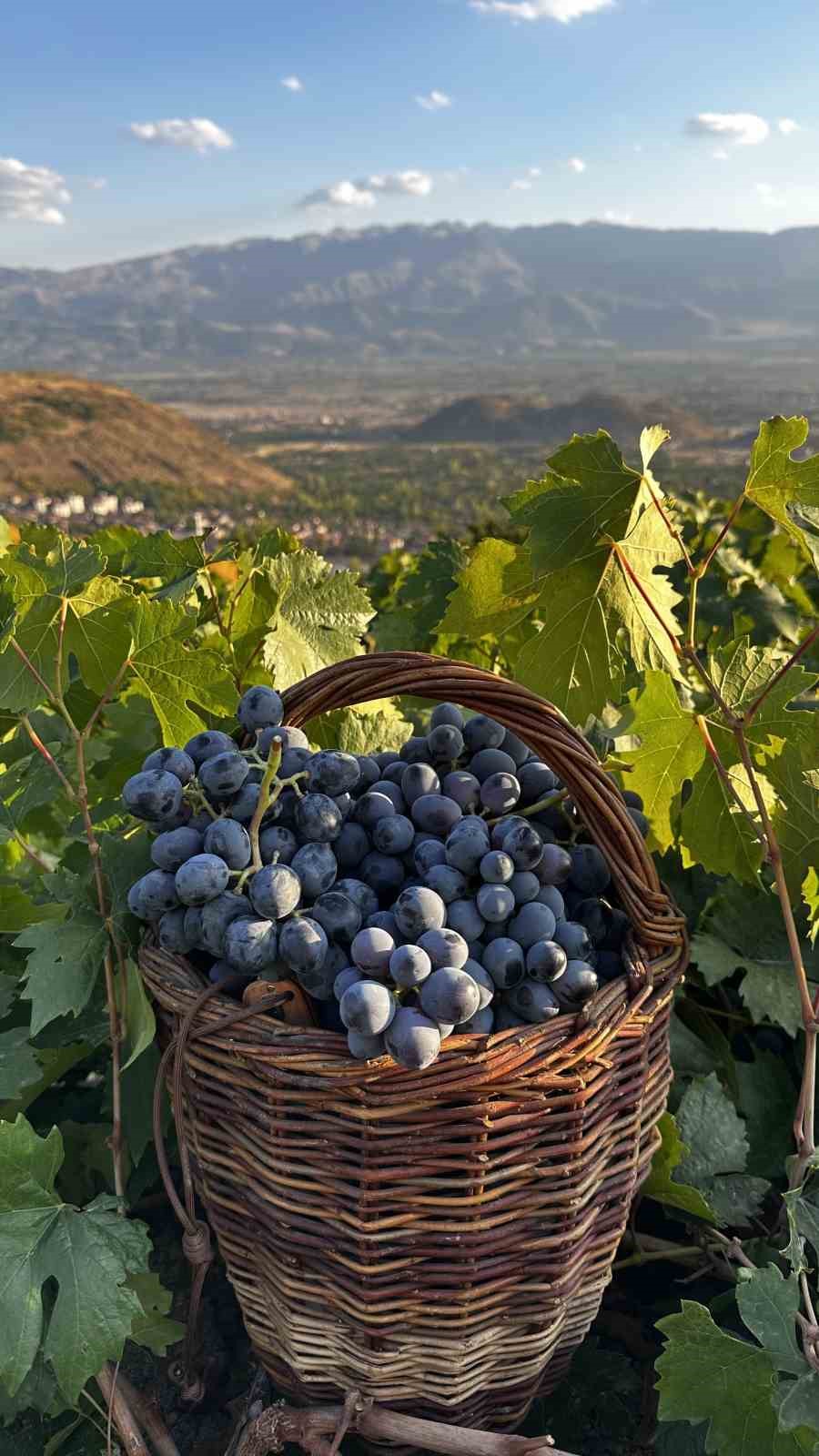 İki asırlık bağlarda bereket: &Uuml;z&uuml;ml&uuml;&rsquo;de Cimin &Uuml;z&uuml;m&uuml; hasadı
