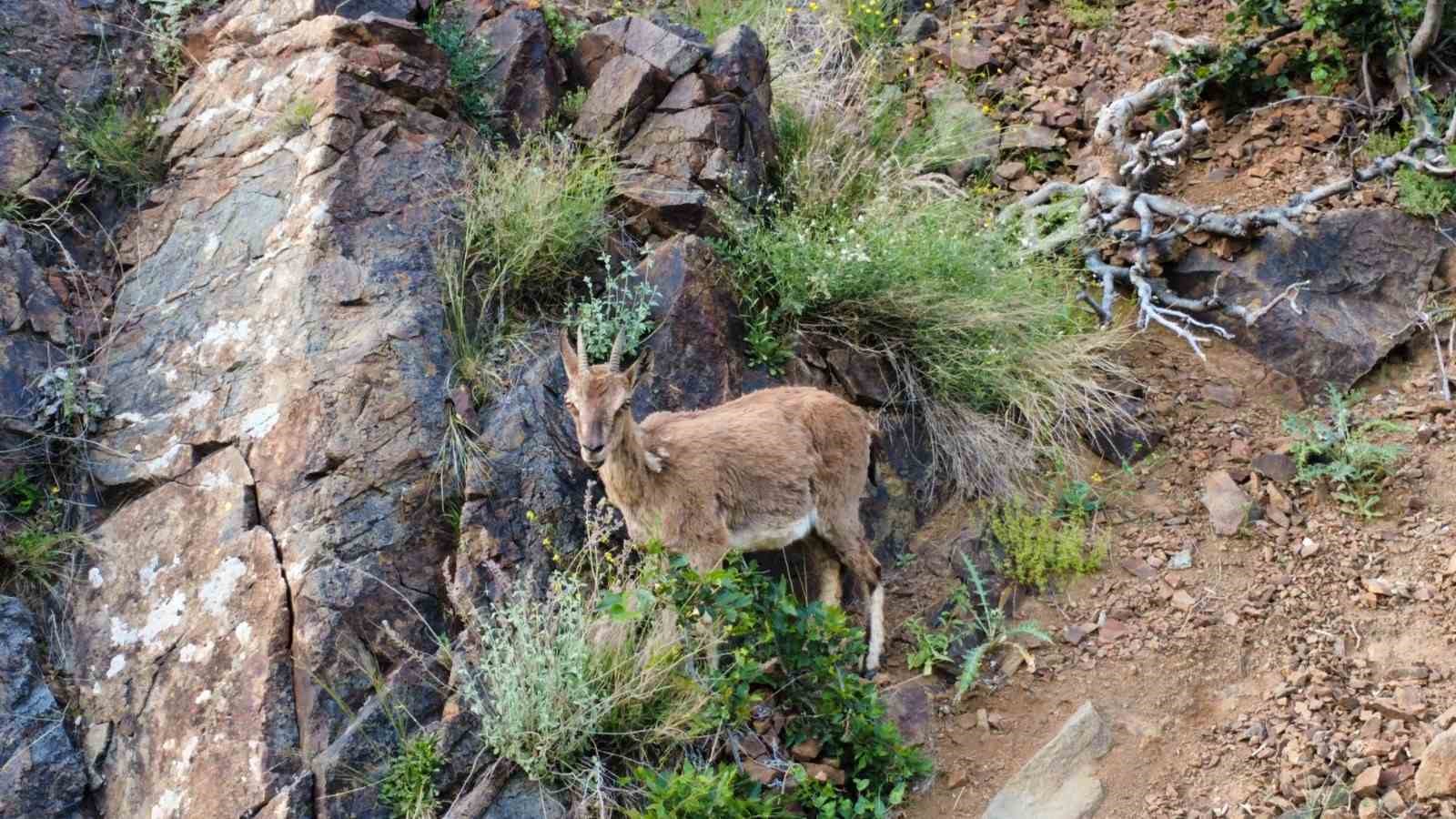 Oltu&rsquo;da yaban ke&ccedil;ilerinin g&ouml;rsel ş&ouml;leni
